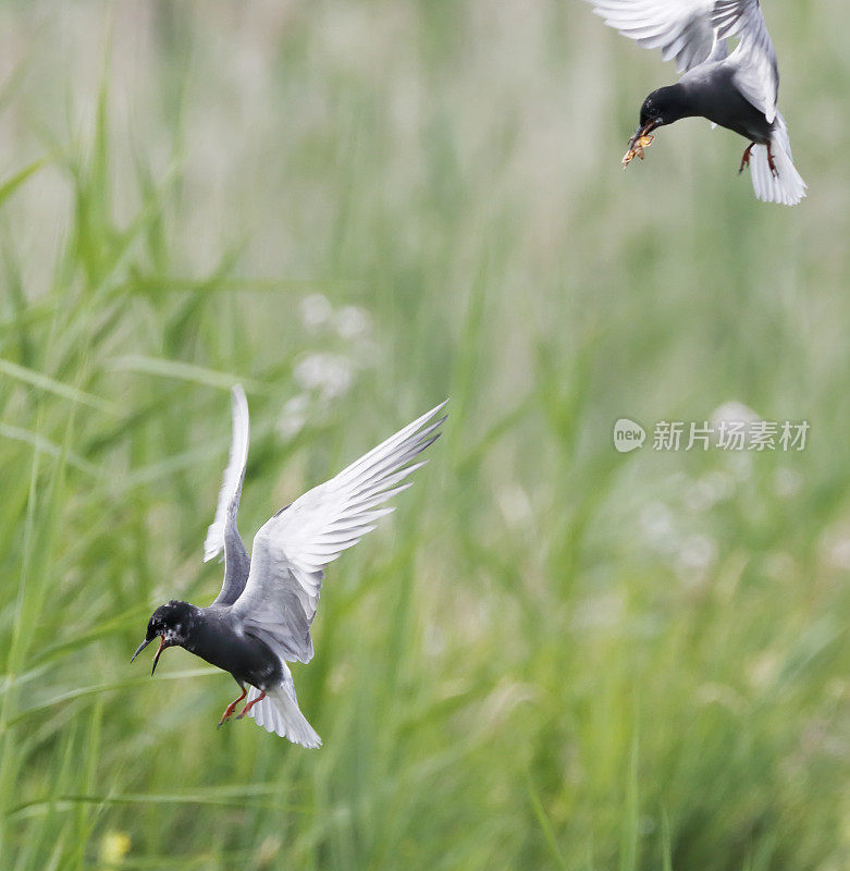 黑燕鸥(Chlidonias niger)筑巢行为